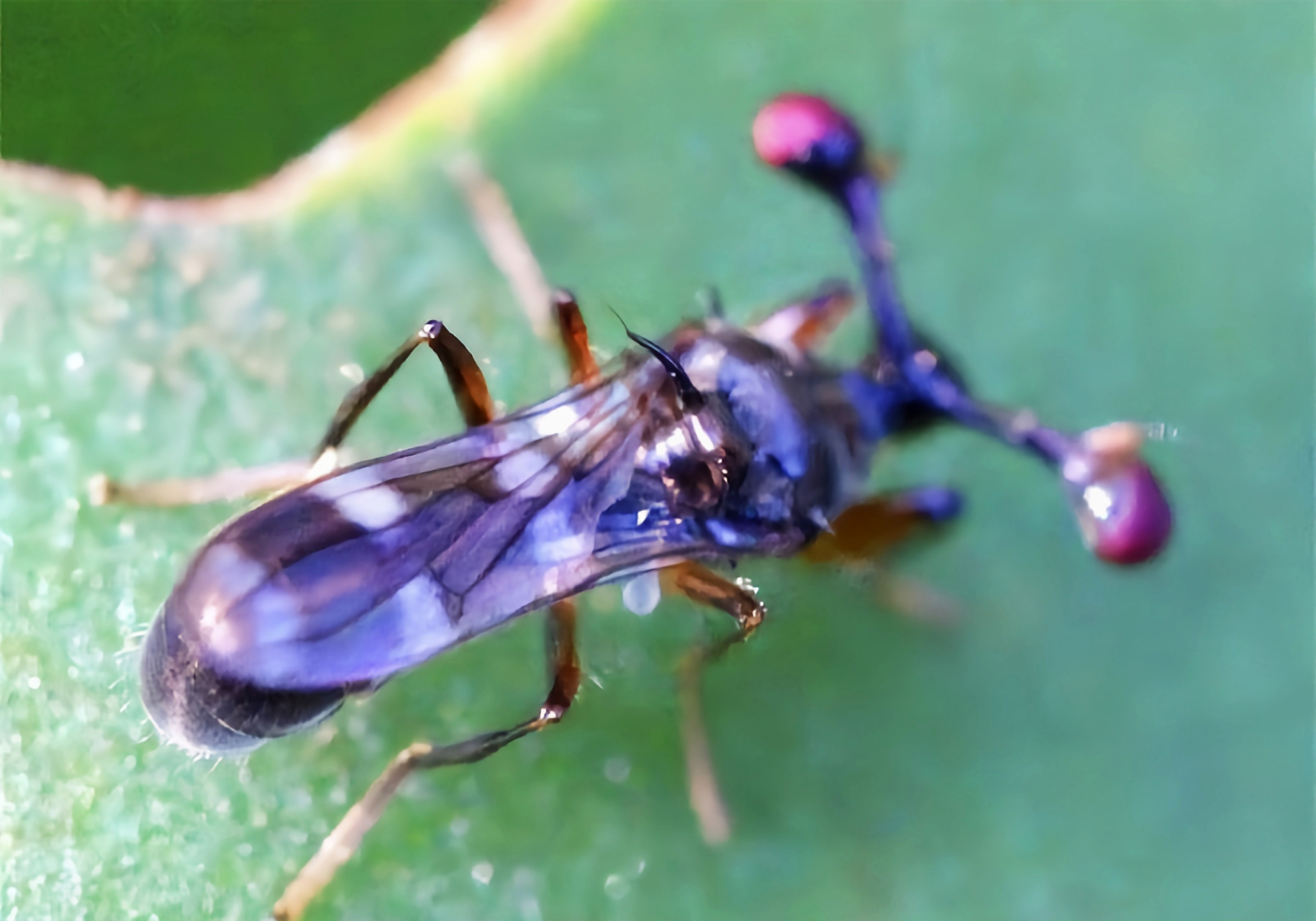 每天认识一种昆虫——突眼蝇 这是一种长相怪异的昆虫,它是双翅目突眼