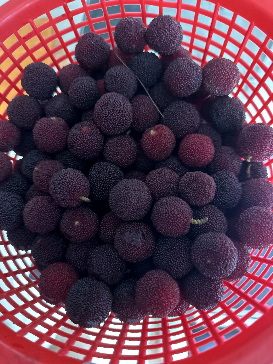 吃杨梅的季节到了,酸溜溜,甜滋滋