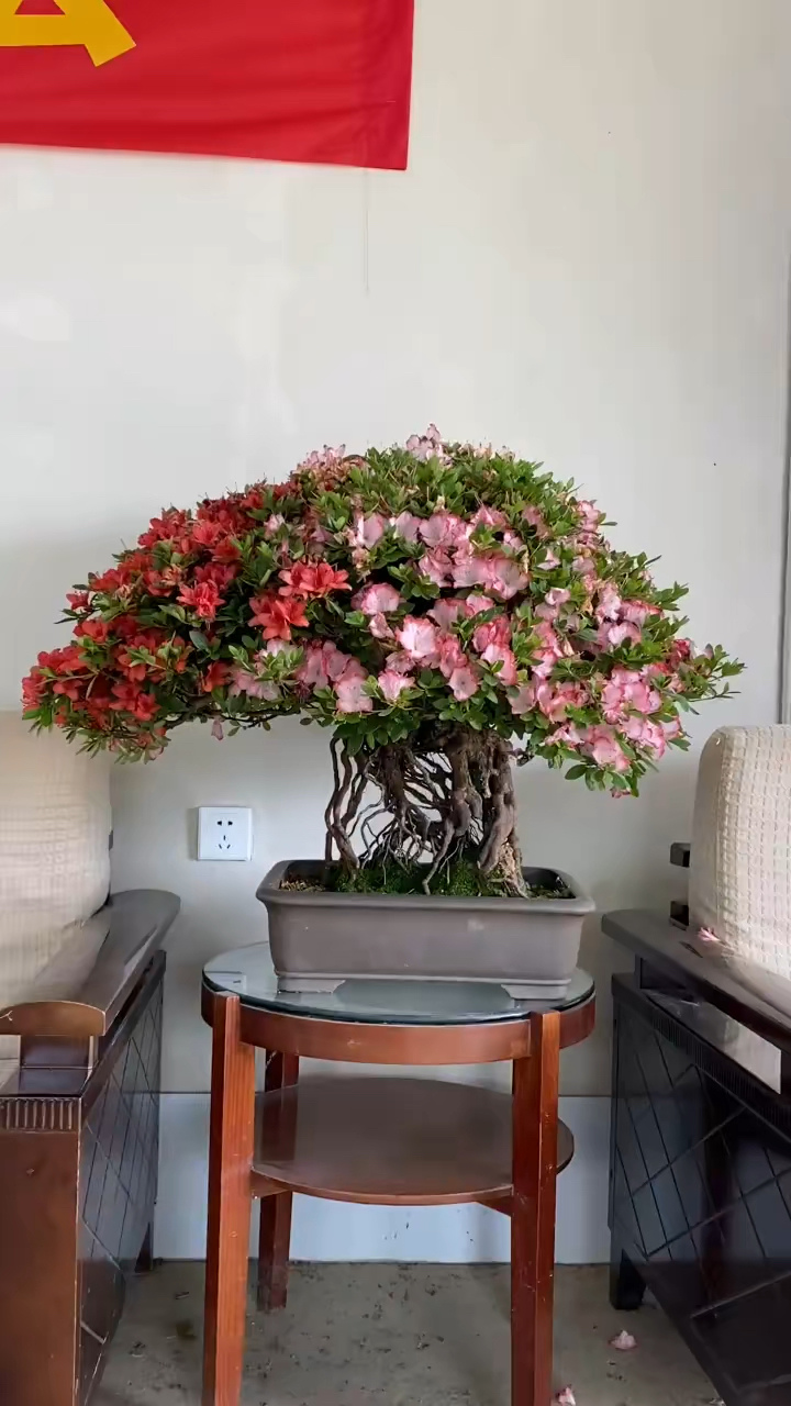 提根杜鹃花,又是一年花季时 #日本杜鹃花