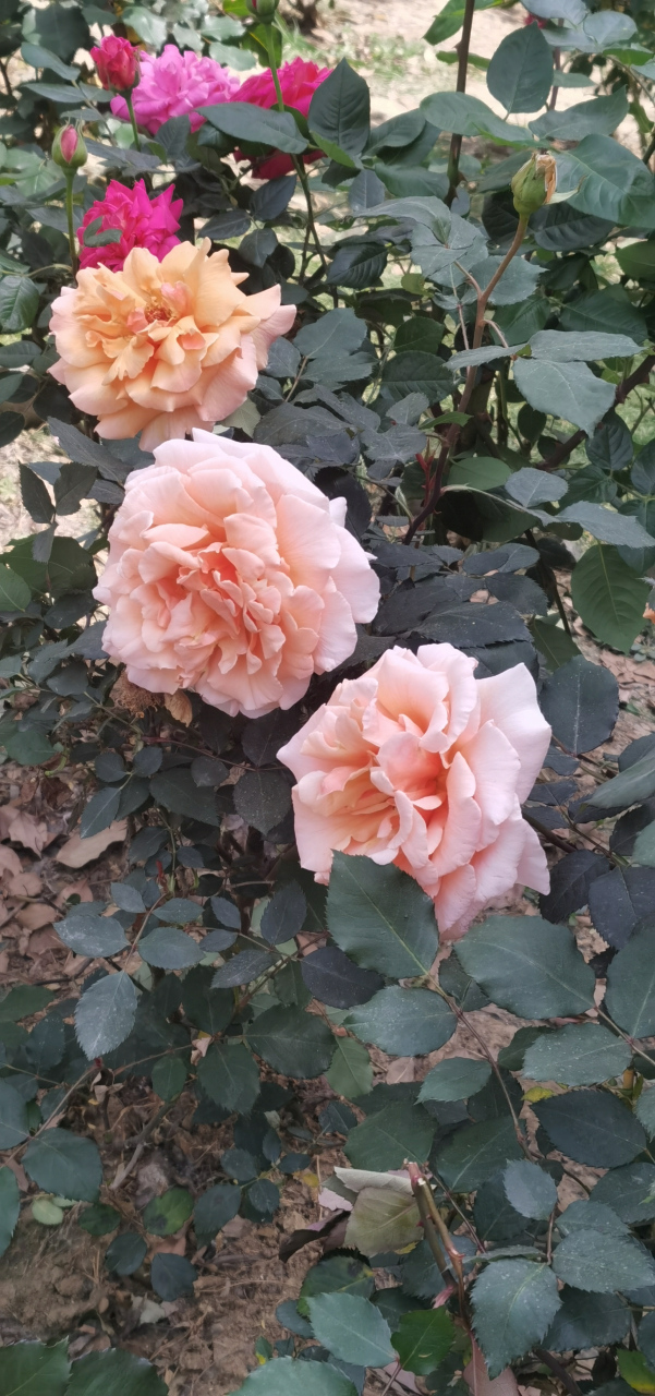 尚湖牡丹节  牡丹花雍容华贵,世人又有多少不爱荣华,不喜权贵.