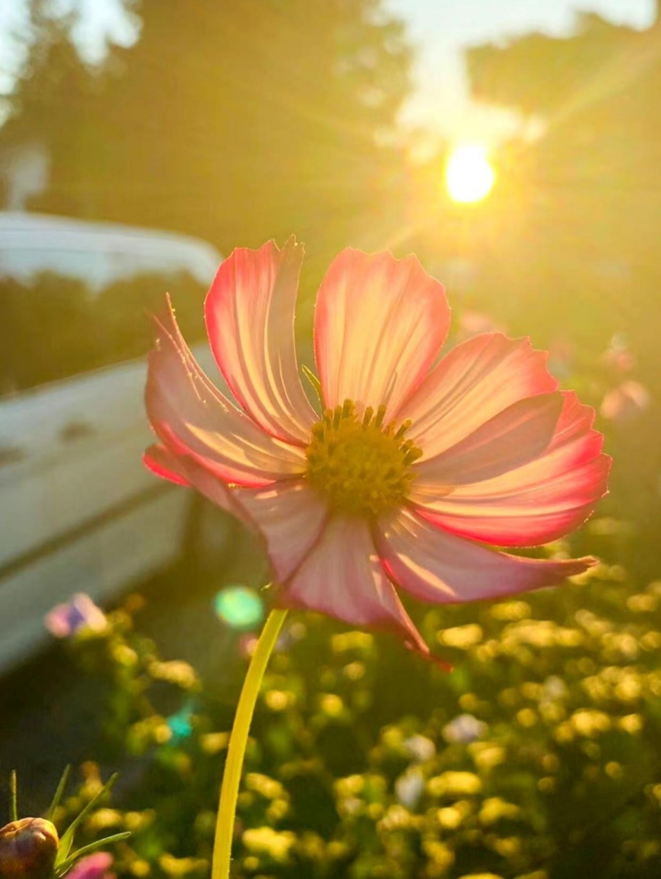 一朵在晨曦中冉冉绽放的格桑花,美丽,勇敢,积极向上.