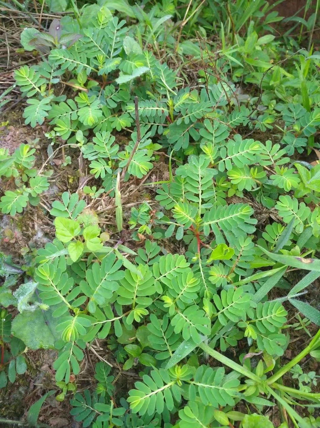 野生珍珠草,学名夜下珠有药用观赏价值,网友知道用处吗?