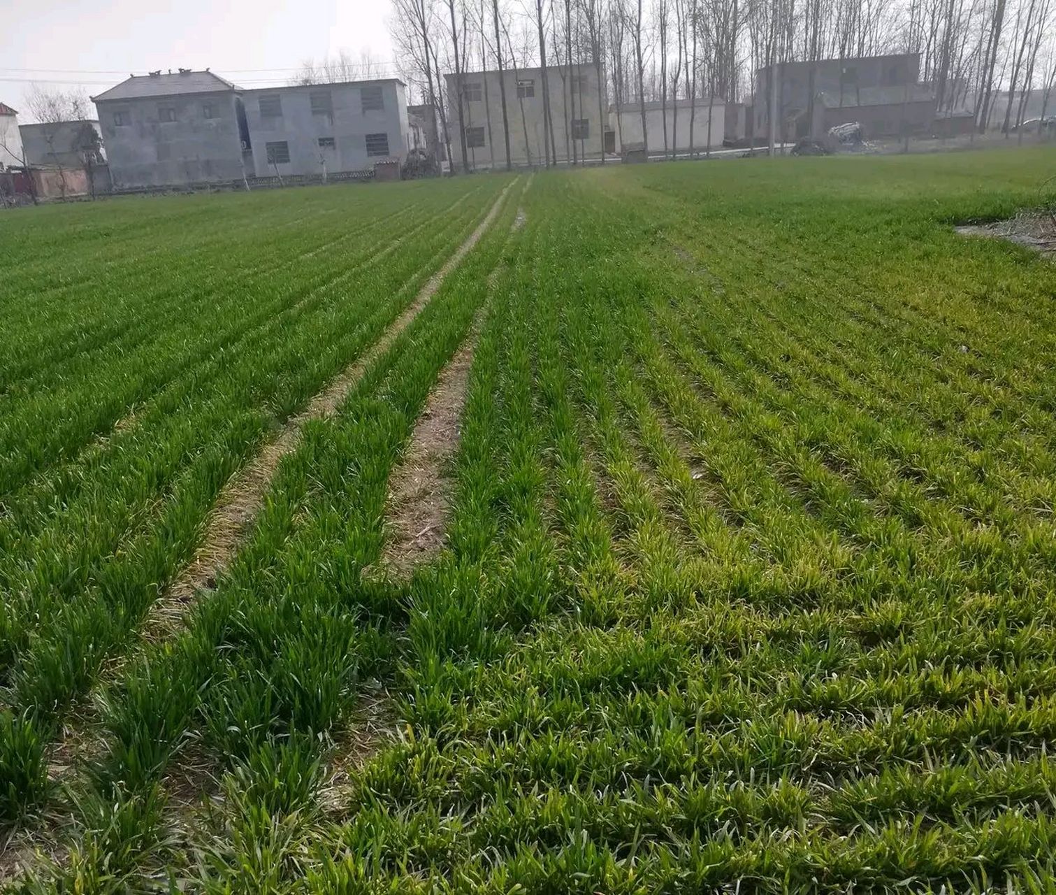 这绿油油的麦苗,我爷下葬时,村里人围观踩倒了,麦地的主人给我们要300