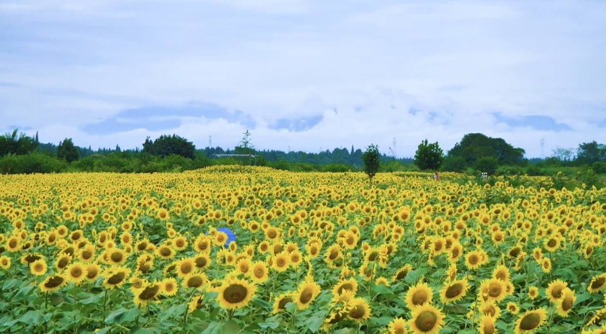 成都免费的花海景区图片