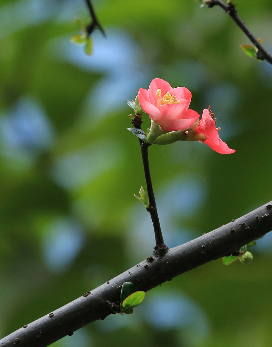 会动的图片 鲜花图片