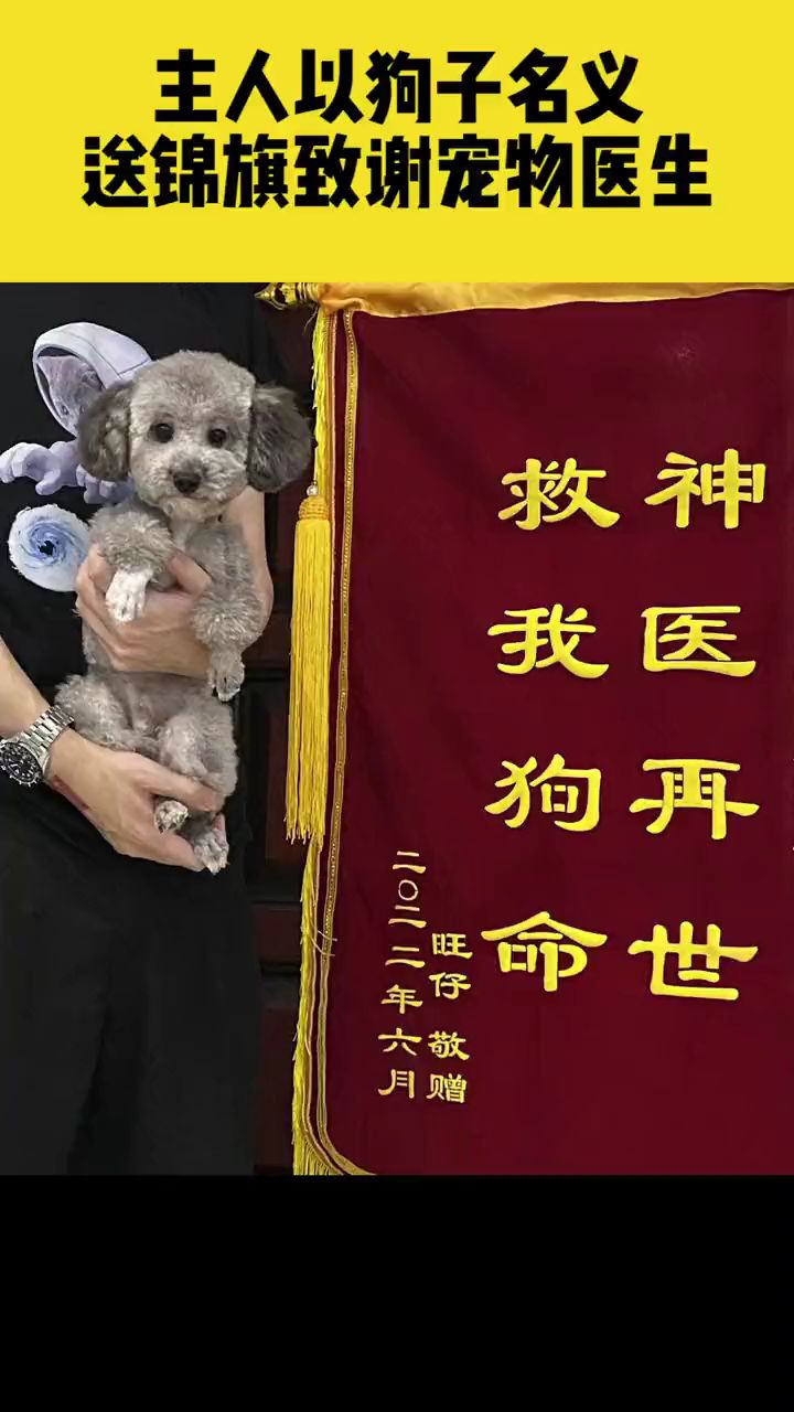 6月28日(采访时间)河南南阳,主人以狗子名义送锦旗致谢宠物医生:神医