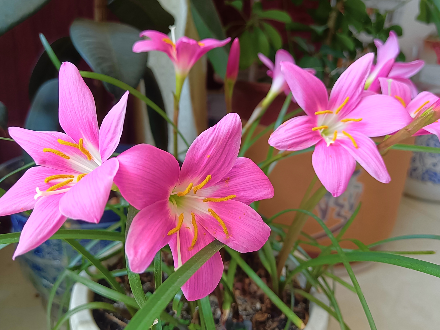 韭菜莲 韭菜莲又叫韭兰或风雨花.