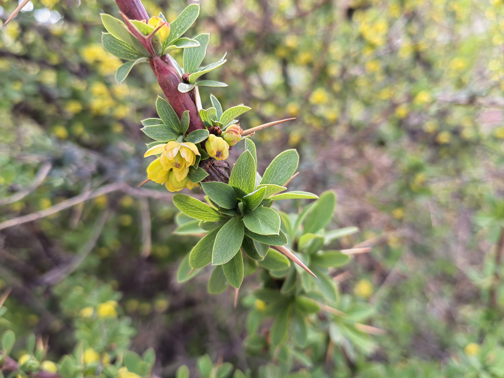 金花小檗既有萌萌哒的一面,也有带刺的距离感.
