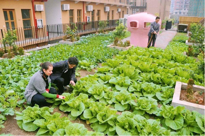 别墅院子里种菜图片