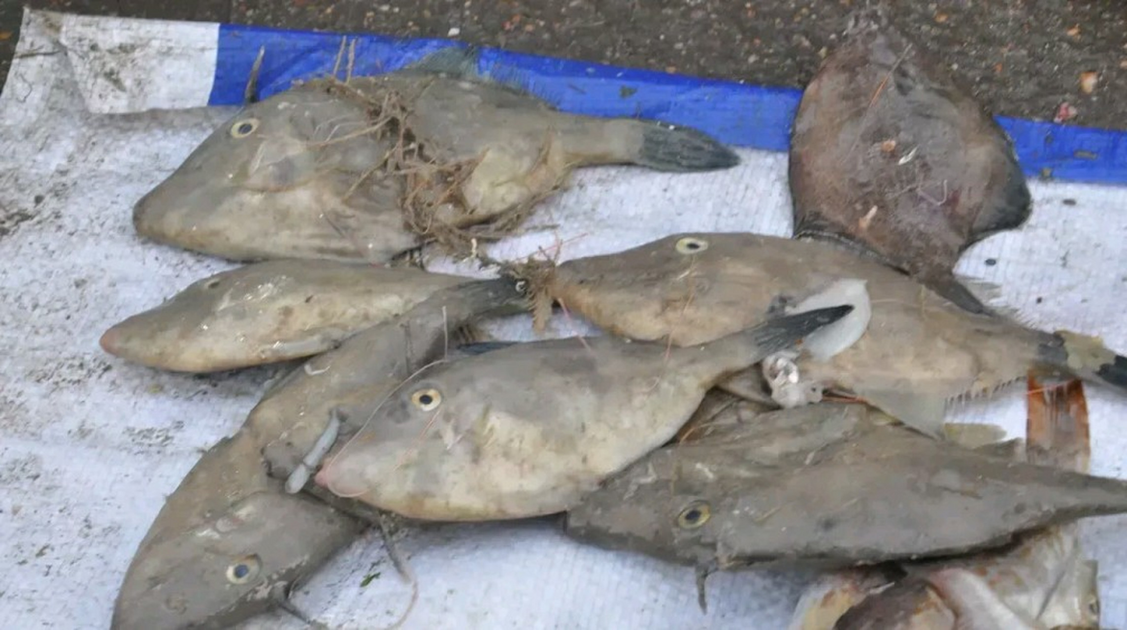 威海当地有一种海鱼,叫做扒皮狼,书名叫什么不知道.