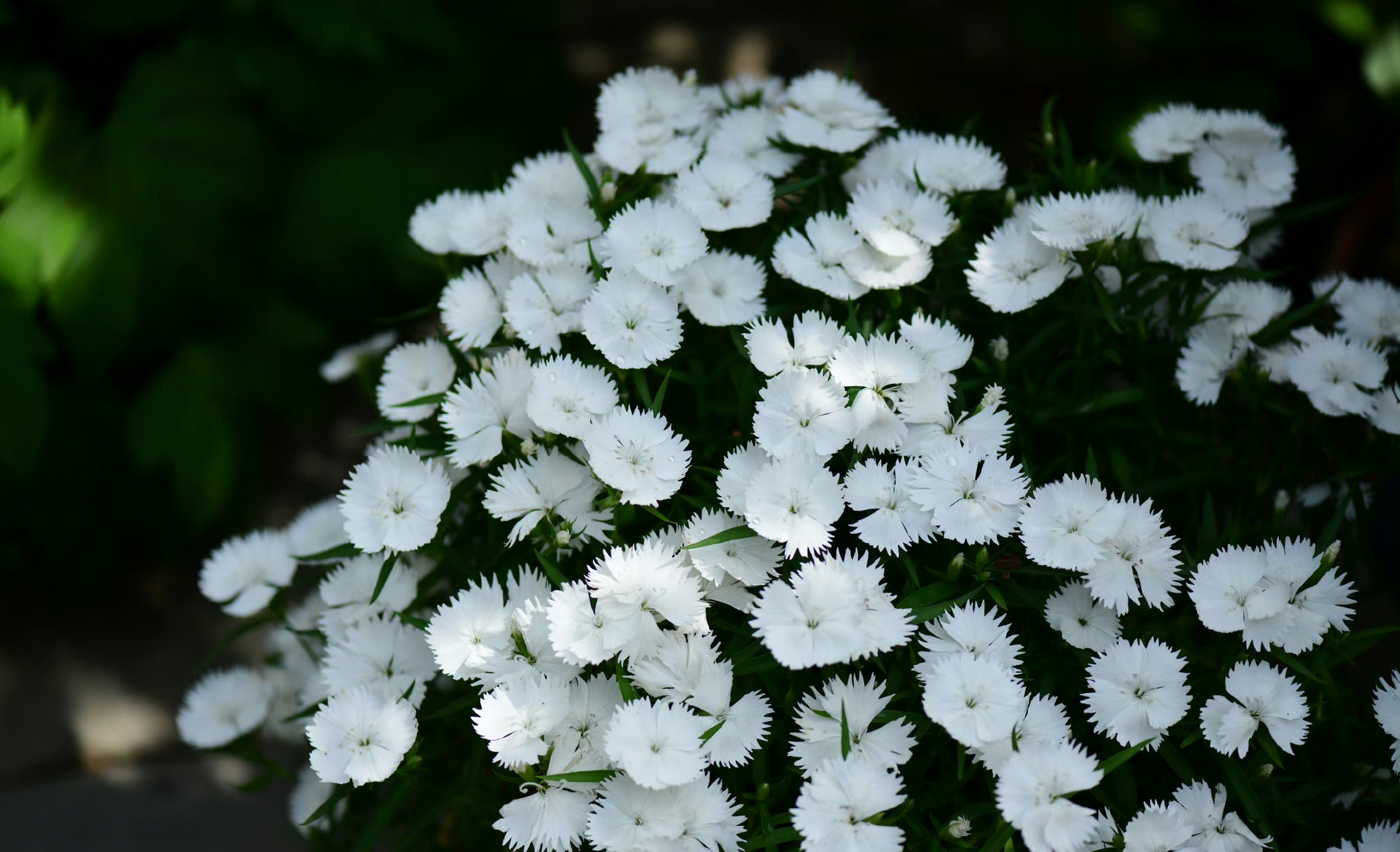 这盆白色的石竹,每年开爆,就是我头像的那盆哦 #河马花园# 67