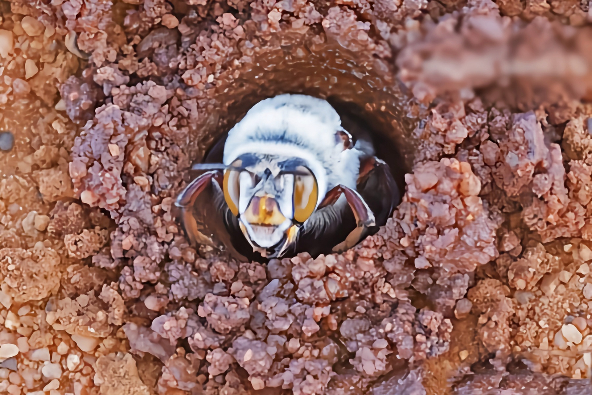 每天认识一种昆虫——道森蜜蜂 道森蜜蜂是膜翅目,蜜蜂科昆虫,原产于
