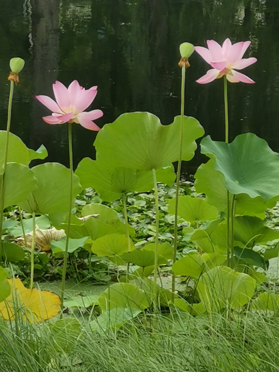 初秋北京护城河里的荷花 "生如夏花之绚烂, 死如秋叶之静美.