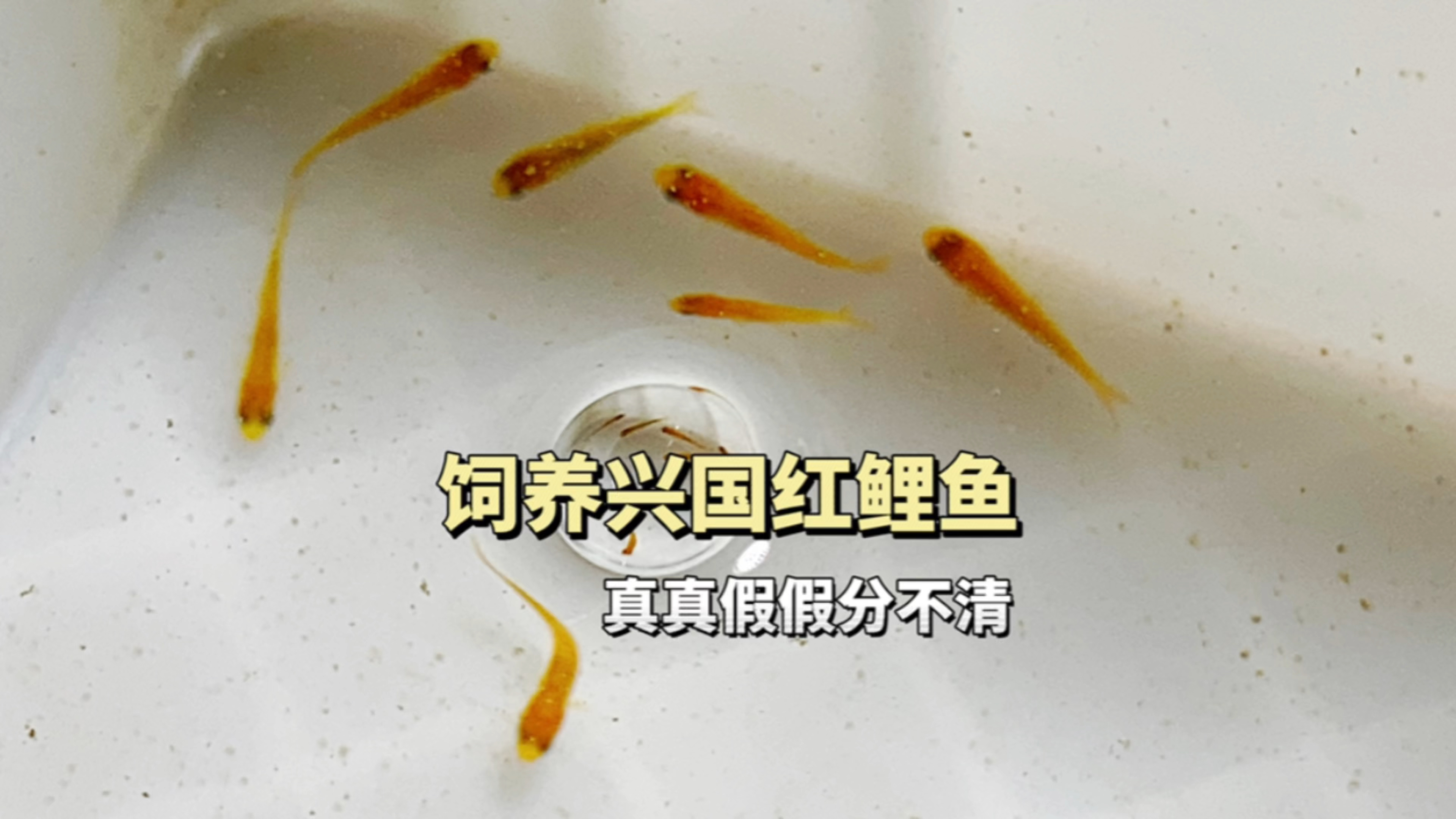 饲养兴国红鲤鱼,真真假假分不清,假货多