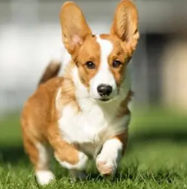 柯基犬的优缺点有哪些?