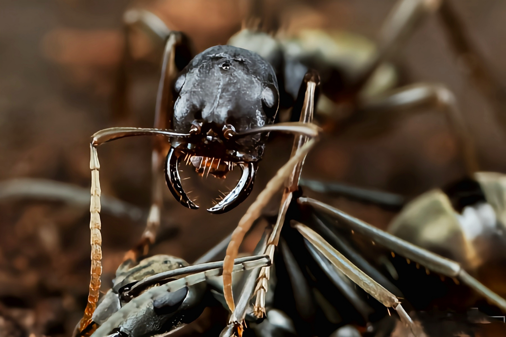每天认识一种昆虫——斗士悍蚁 斗士悍蚁别名佐村悍蚁,原产于亚洲东部