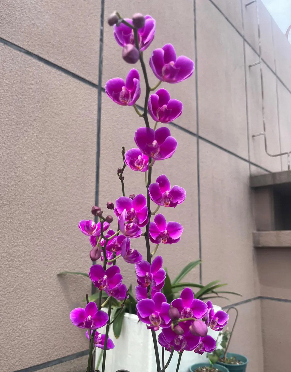 蝴蝶兰满天红,开花能力真的很强