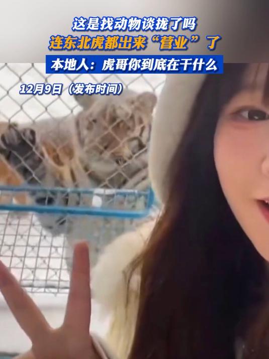 连东北虎都出来"营业"了,本地人:虎哥你到底在干什么