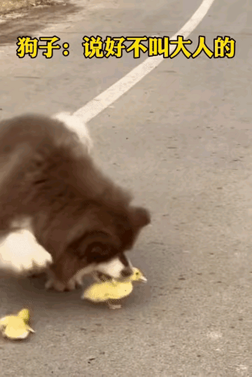 狗子:你这小屁鸭,不带这么玩的,说好不叫大人的[泪奔]