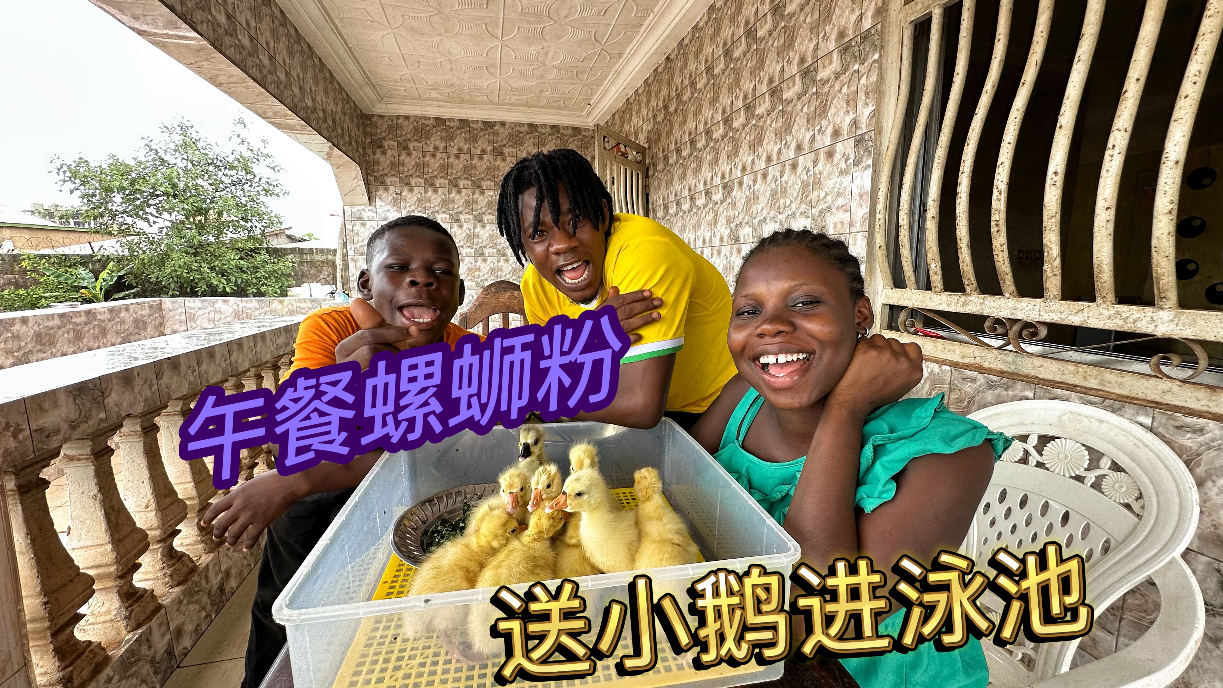 今天午餐螺蛳粉，还把小鹅送进游泳池，天天下雨菜地要凉了