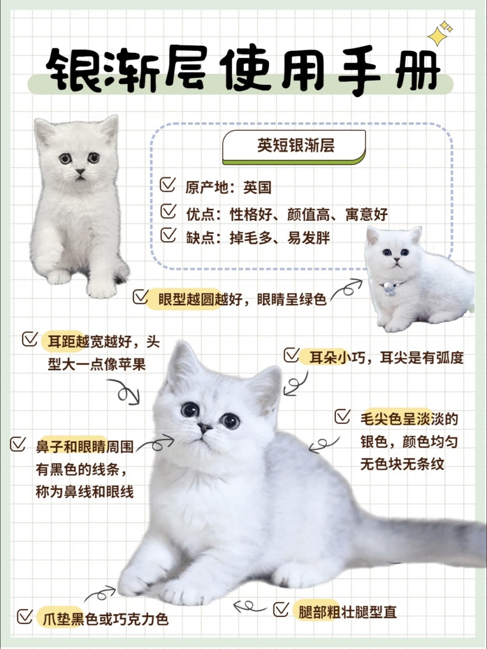 科普篇|银渐层喂养手册[国宝]