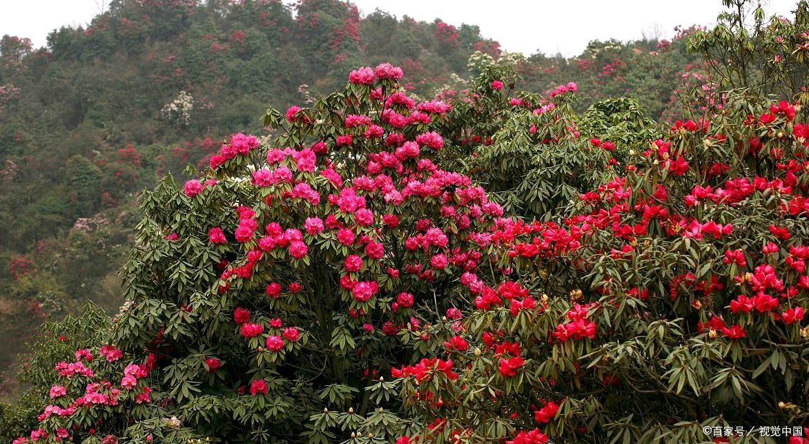 大树杜鹃又名马缨花的养护