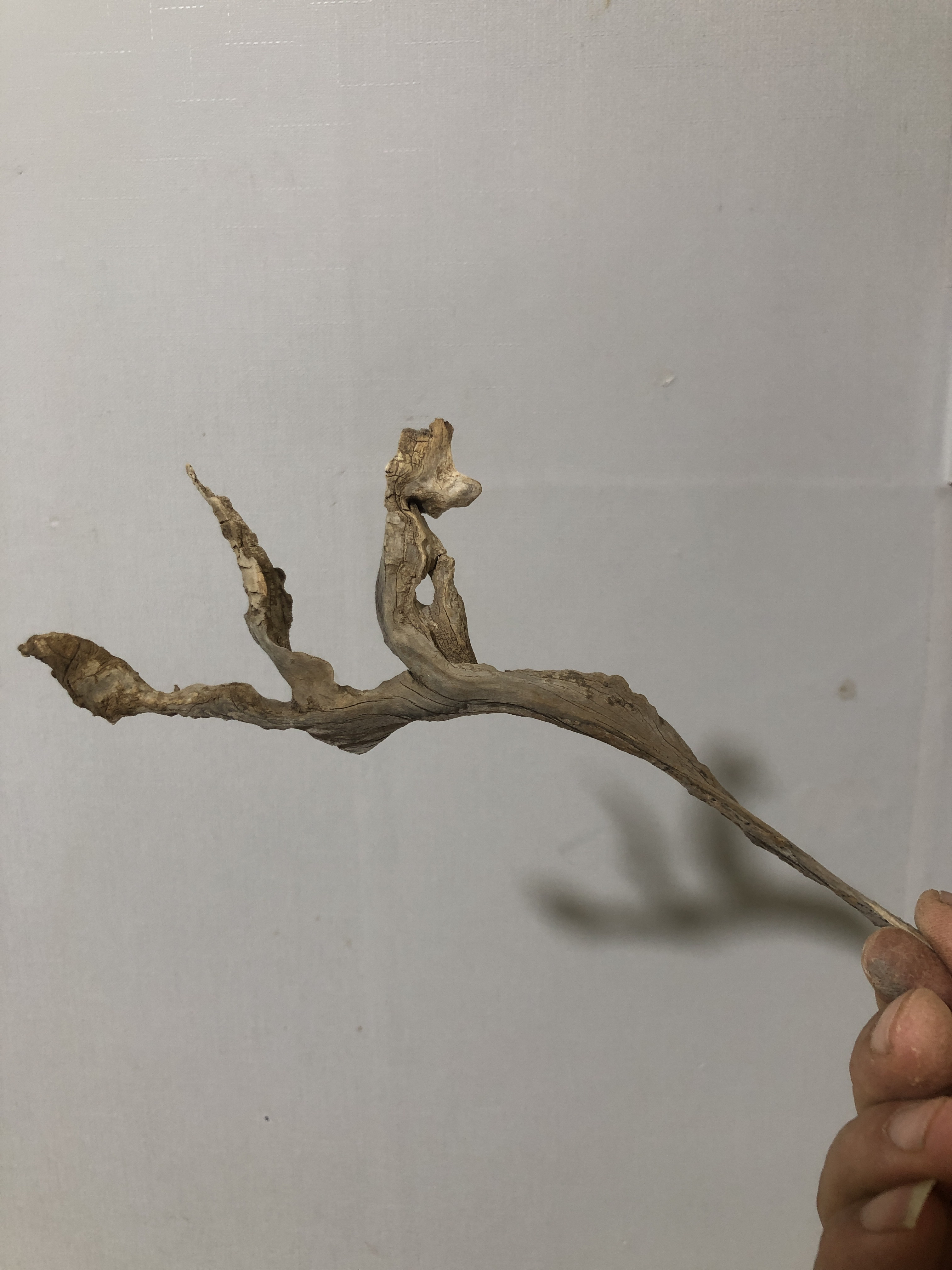 太行崖柏精品意境小藏品