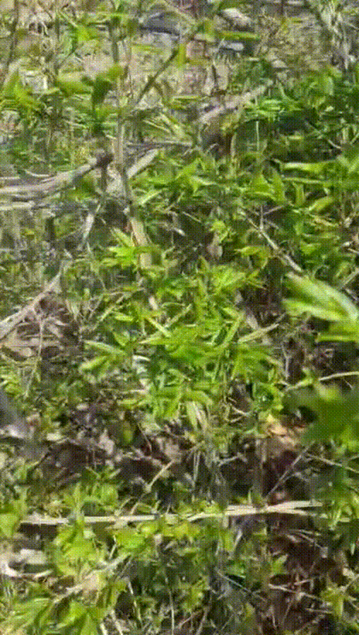 对了,这种野菜叫鬼羽箭.全株都可以入药,还是名贵药材.