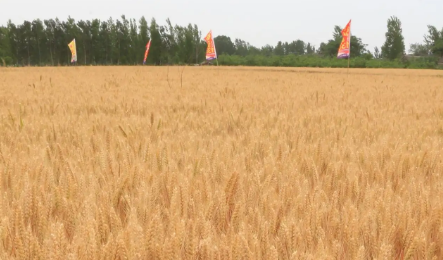 郑麦379小麦品种介绍