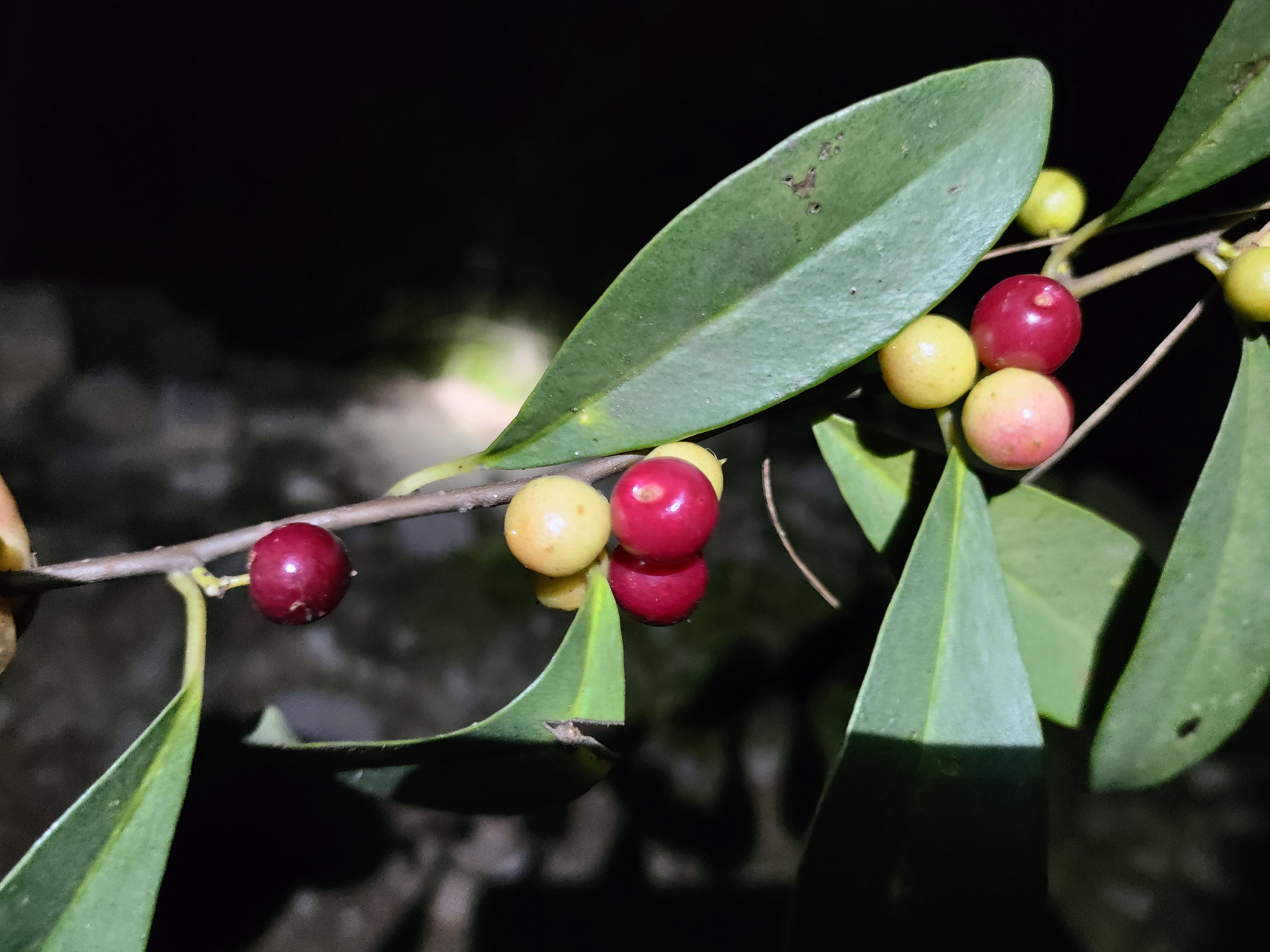 肝茯苓草图片大全图片