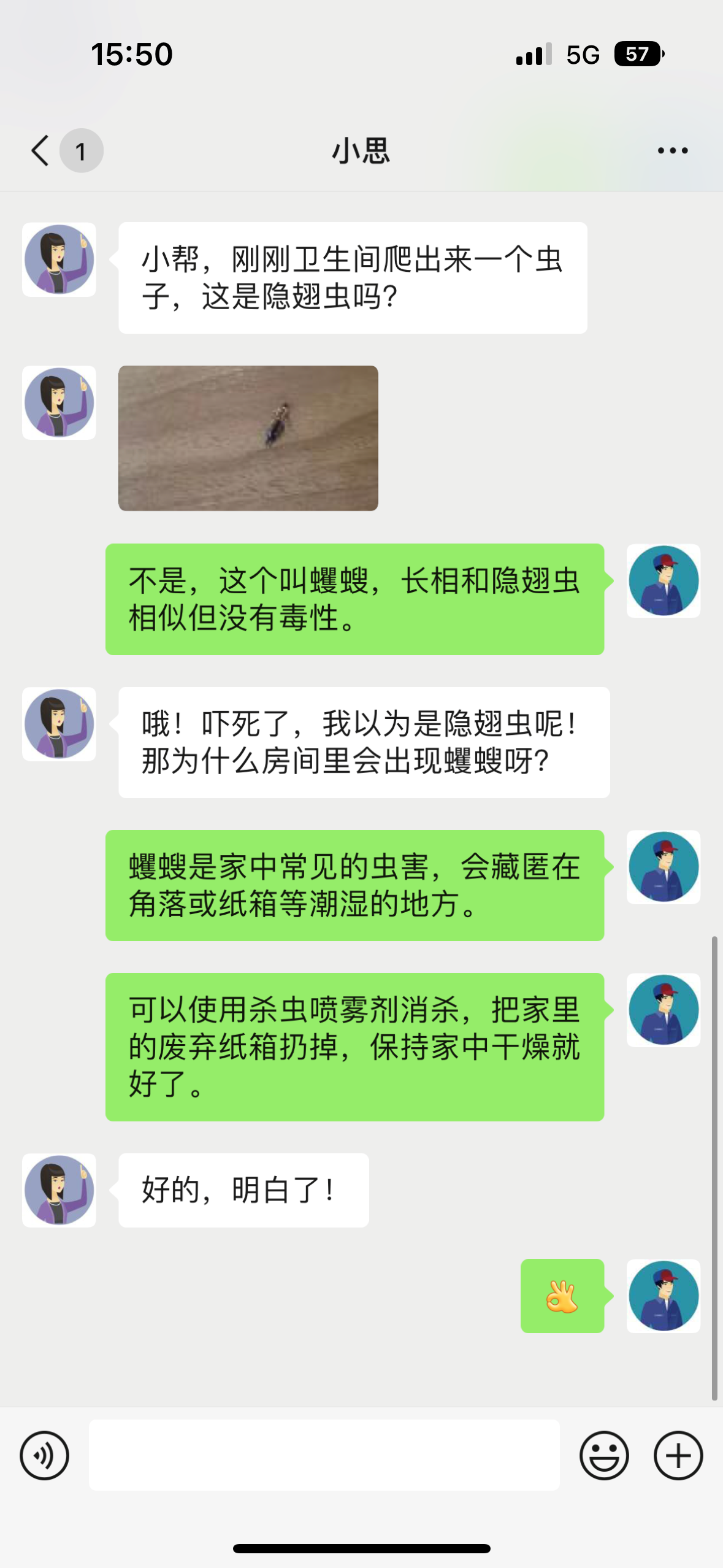 家中常见的蠼螋,真的会钻耳朵吗?