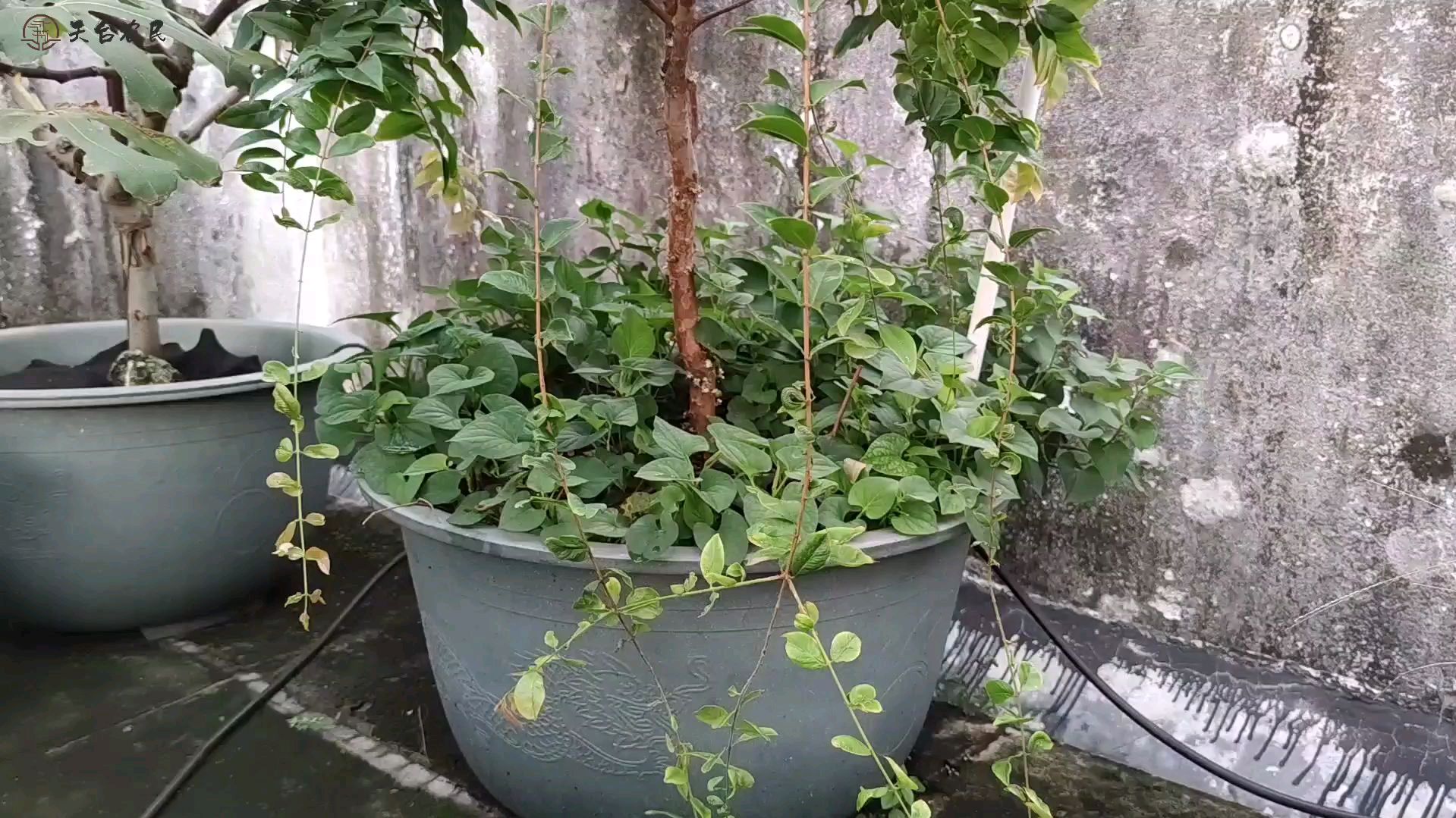 天台花盆丢了一棵鱼腥草,没想到年年给长爆盆,割了一茬又一茬
