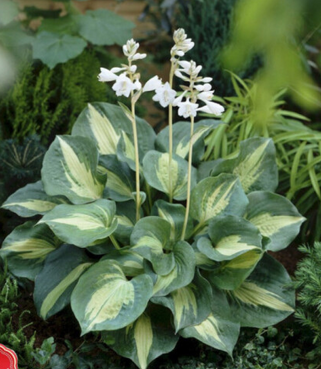 玉簪花的花语是清新脱俗,冰清玉洁,寓意高雅纯洁,是追求美好,追求真理