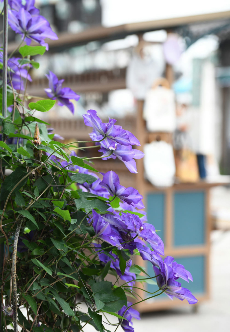 盛开铁线莲 67,梦幻的紫色.