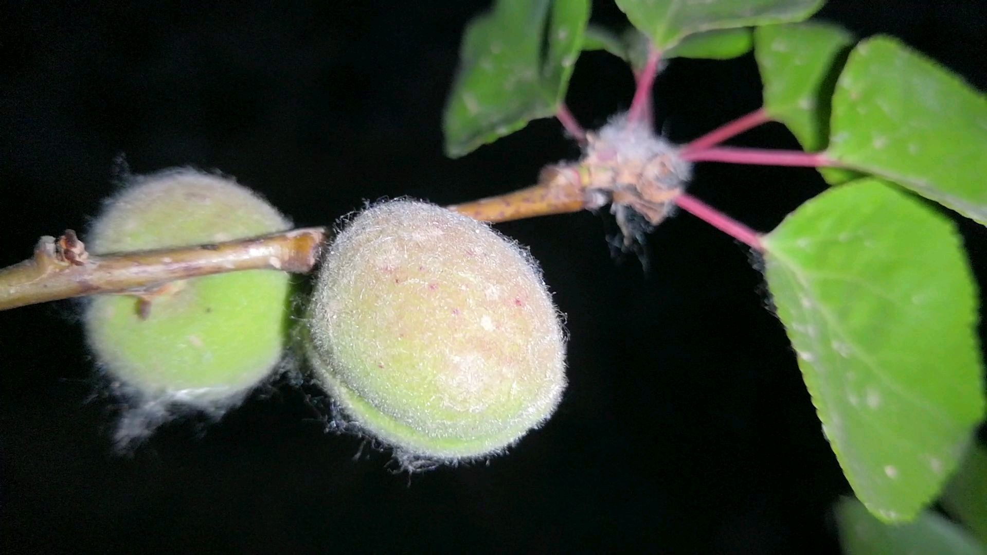 香白杏成长,新栽杏树露天栽种长势有点颓废,果子都比较小和少