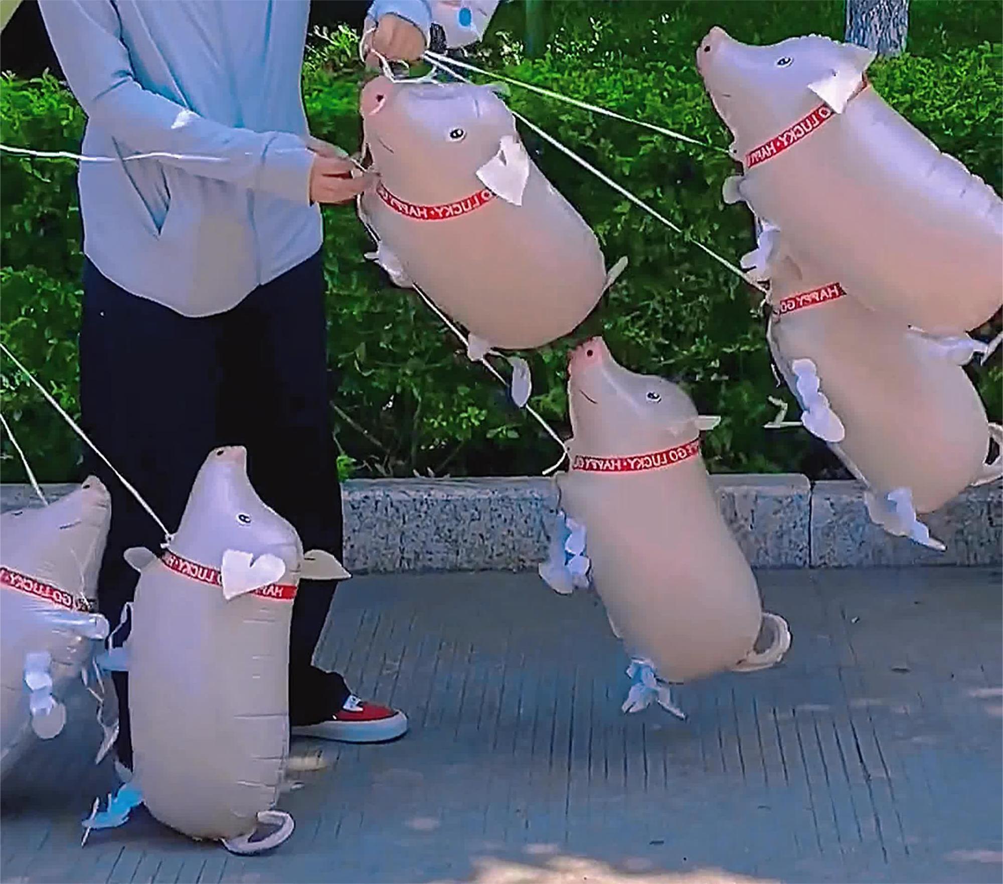 这也太可爱了吧,这样热的天气还有人出来溜猪,网友:给我一只吧