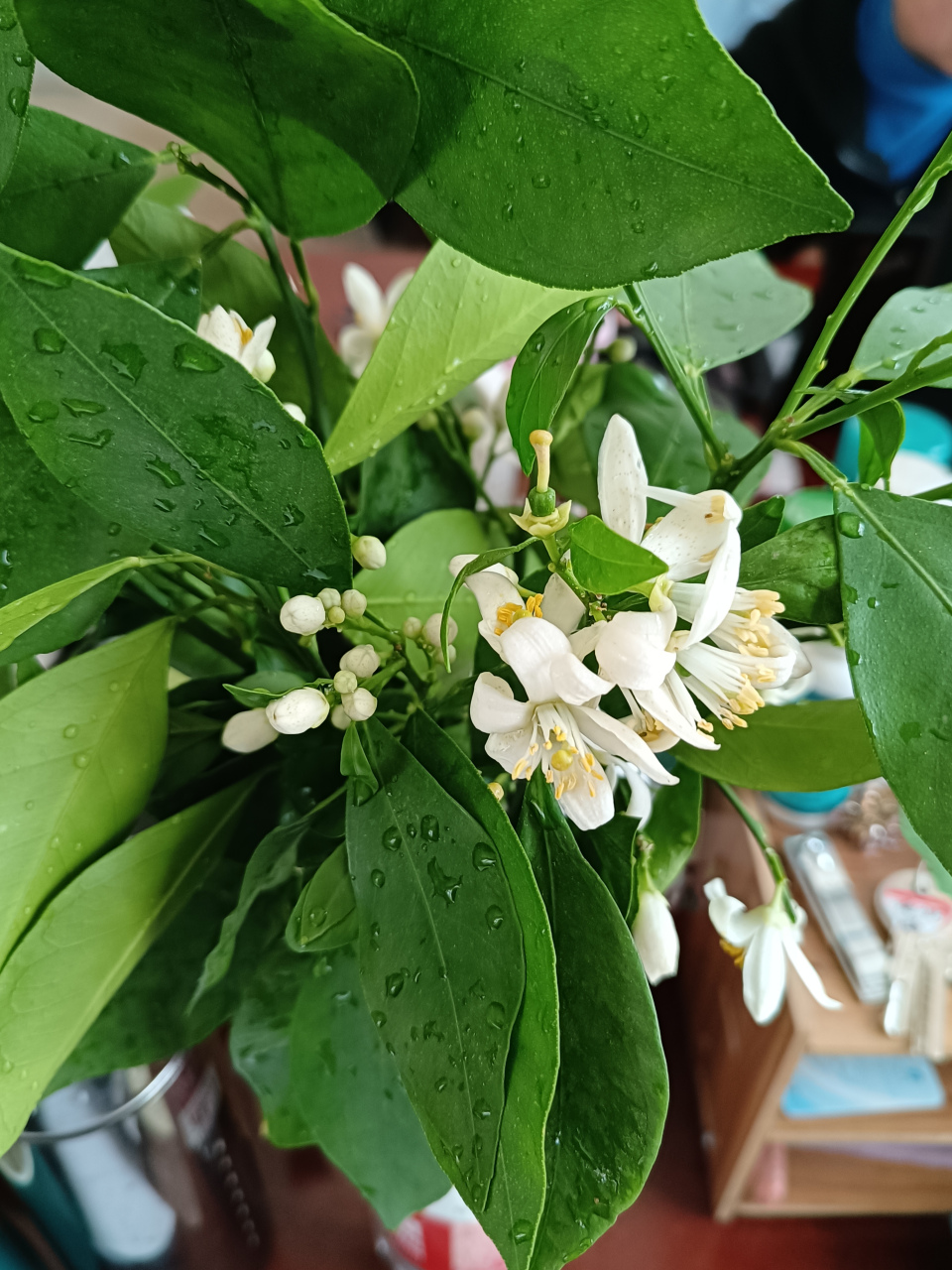 臍橙花的外形和梔子花相似,香氣類似於茉莉花,但又保持了臍橙花的特色