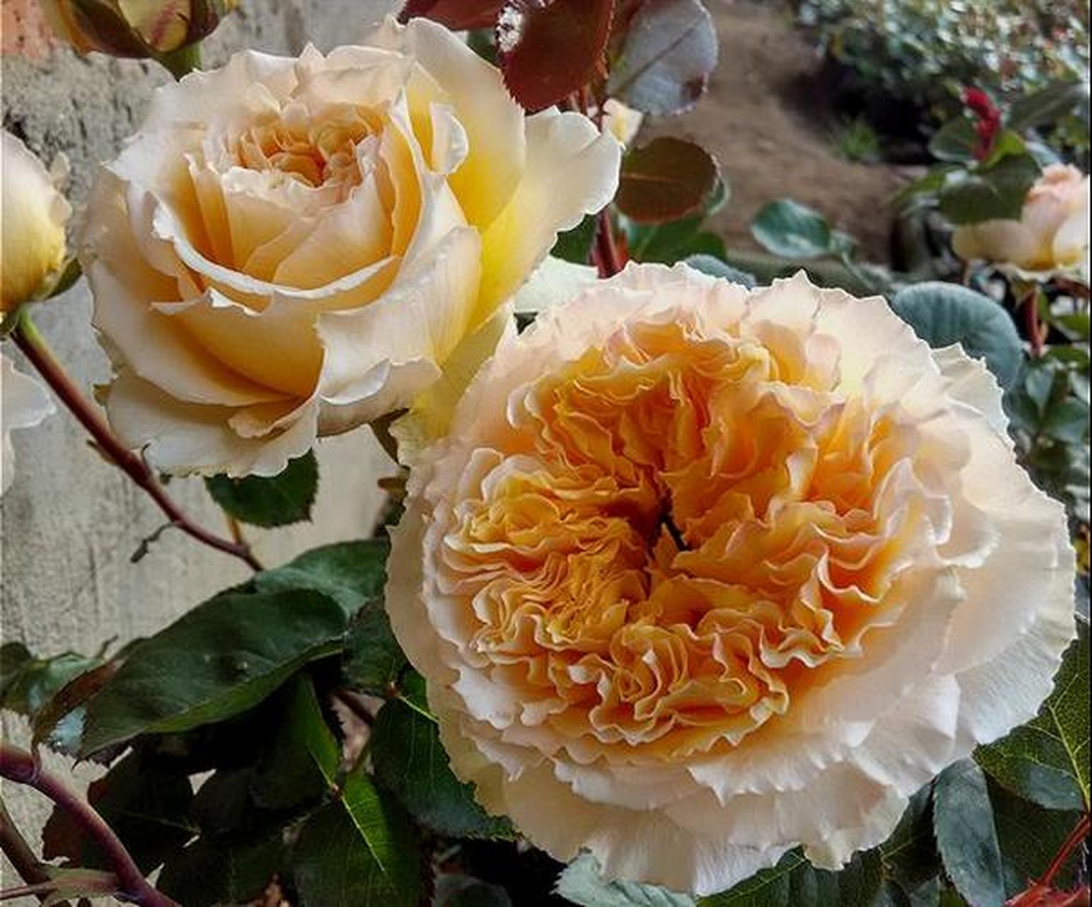 作为一种抗病强还耐高温的月季花,"碧翠丝"是很多新手在养花前期会