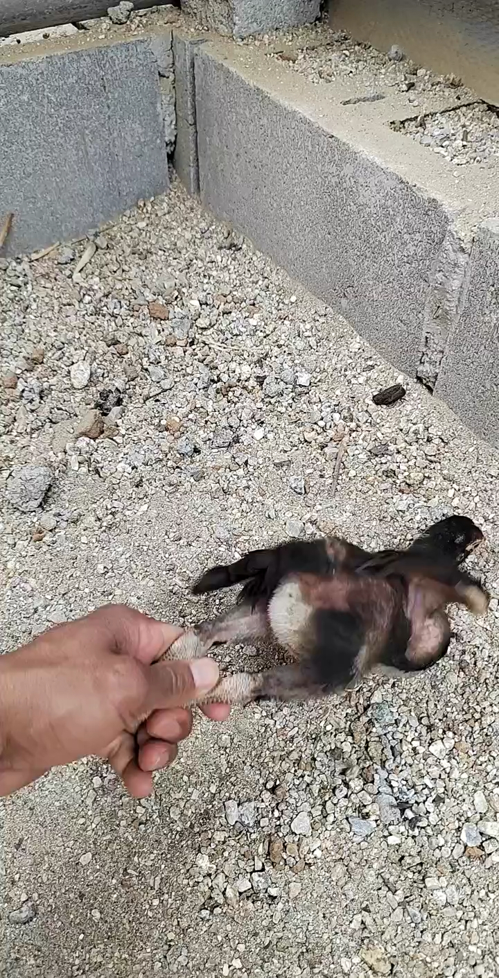 教你快速辨别小鸡公母的妙招