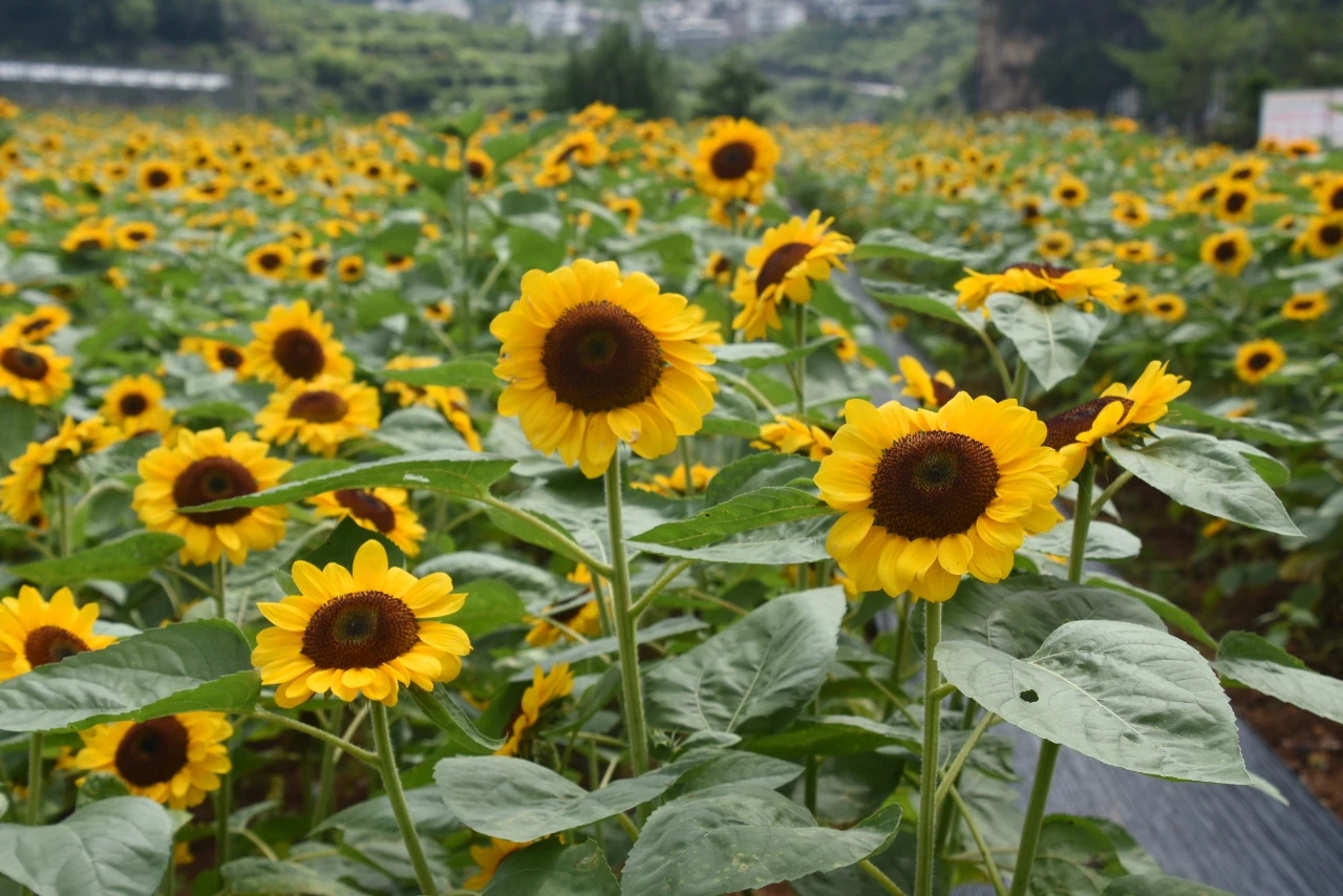 凯里这片宝藏向日葵花海惊艳绽放,走过路过千万别错过!
