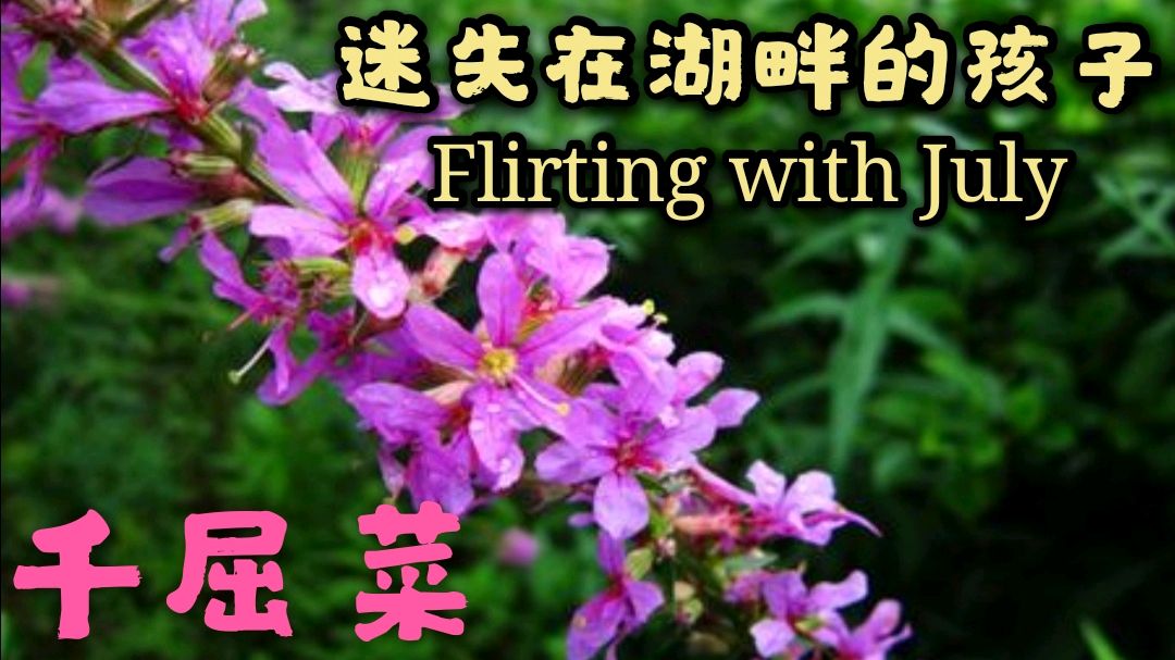 为什么千屈菜的花语是孤独,为什么它又叫‘迷失在湖畔的孩子’