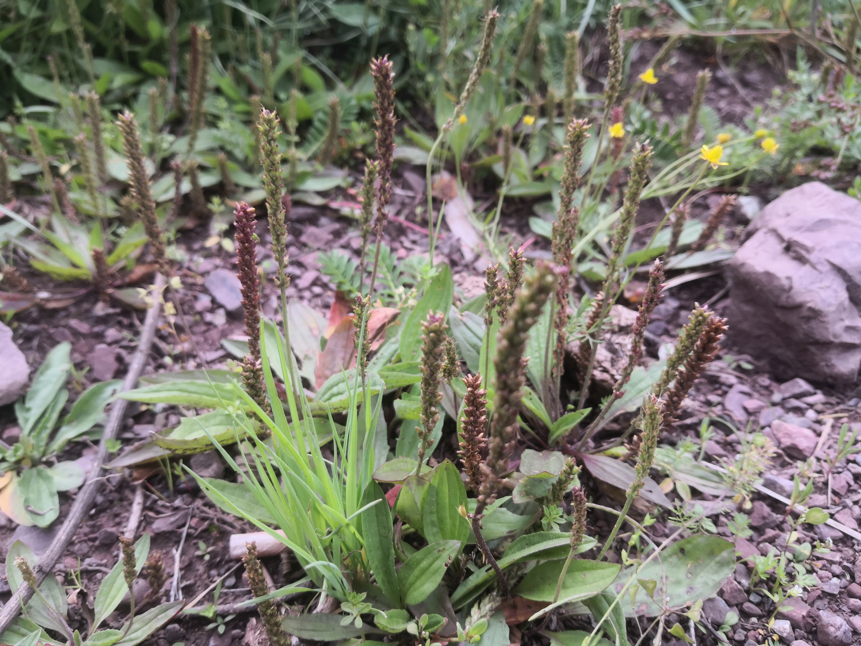 一直想把平车前(车前草)往生态修复领域推,但一直没找到合适的时机