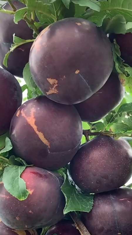 朋友们好,一斤重的黑霸王李子-度小视