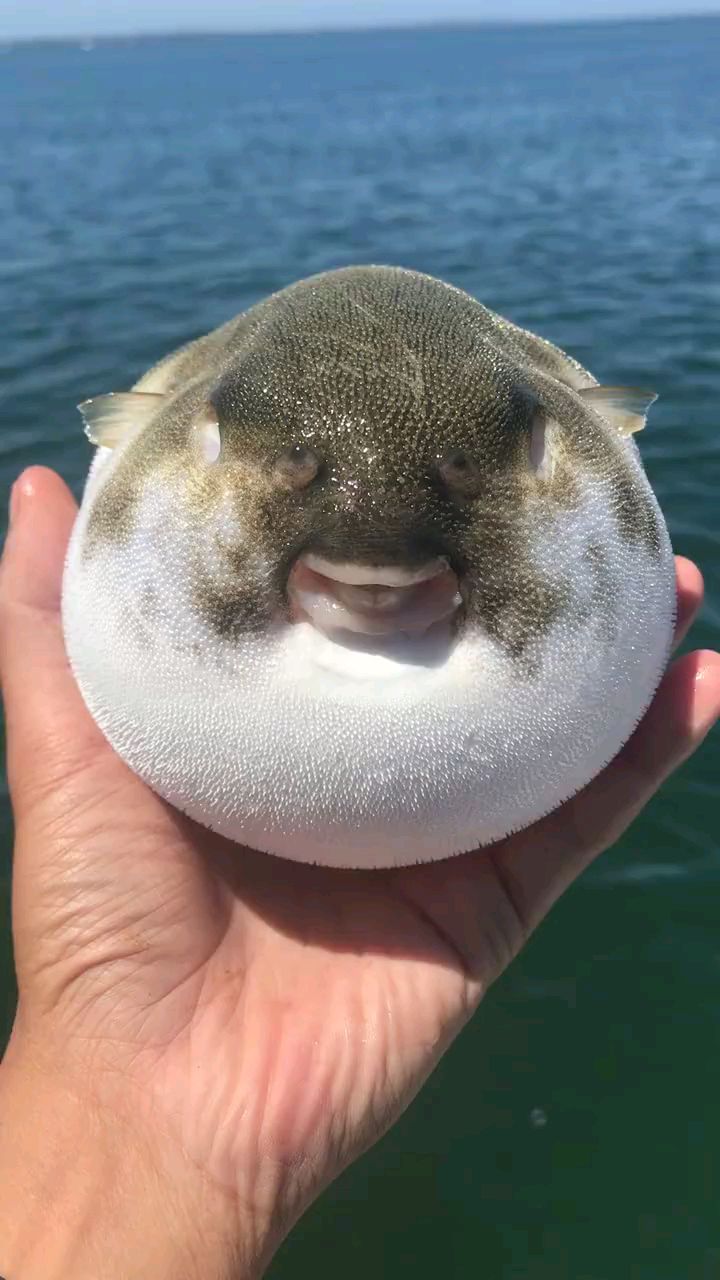 河豚哥笑了!