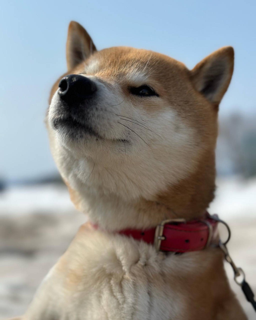狗狗可爱表情包[比心][比心][比心]