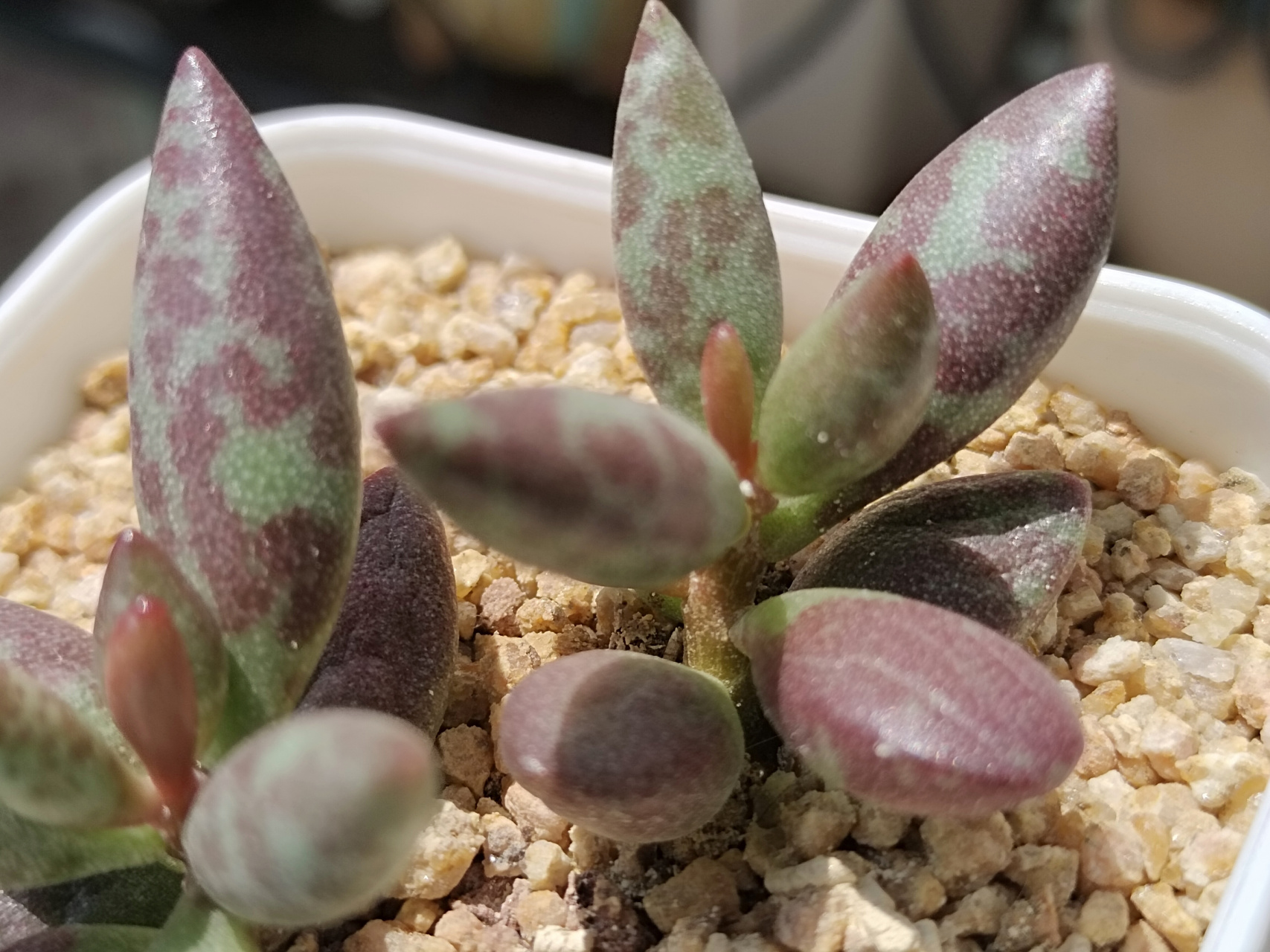 动态30天打卡挑战# 自己叶插的梅花鹿水泡,快两年了才这么点大,母本