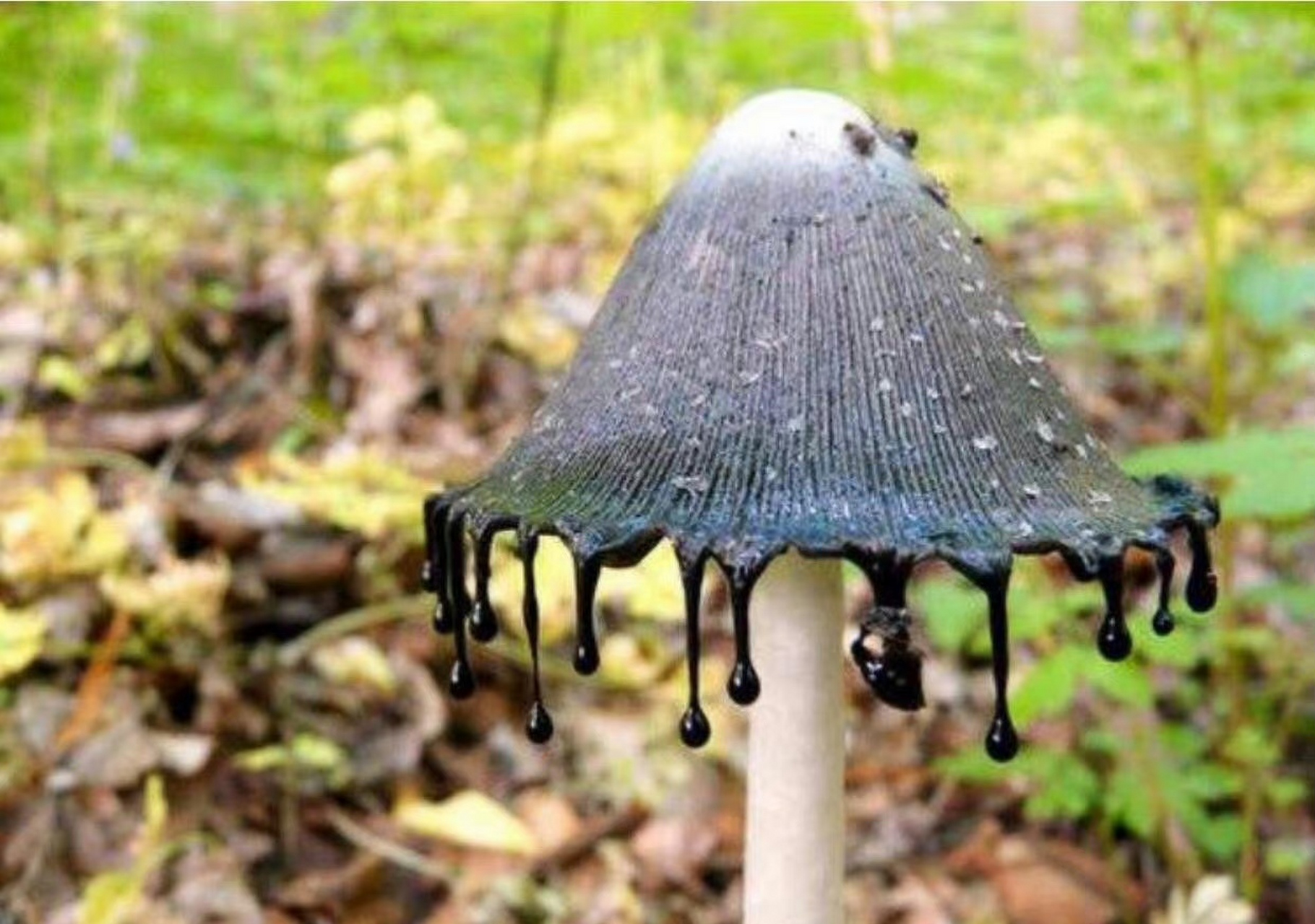 此外,墨汁鬼伞与酒一起食用时是有毒的. 676767