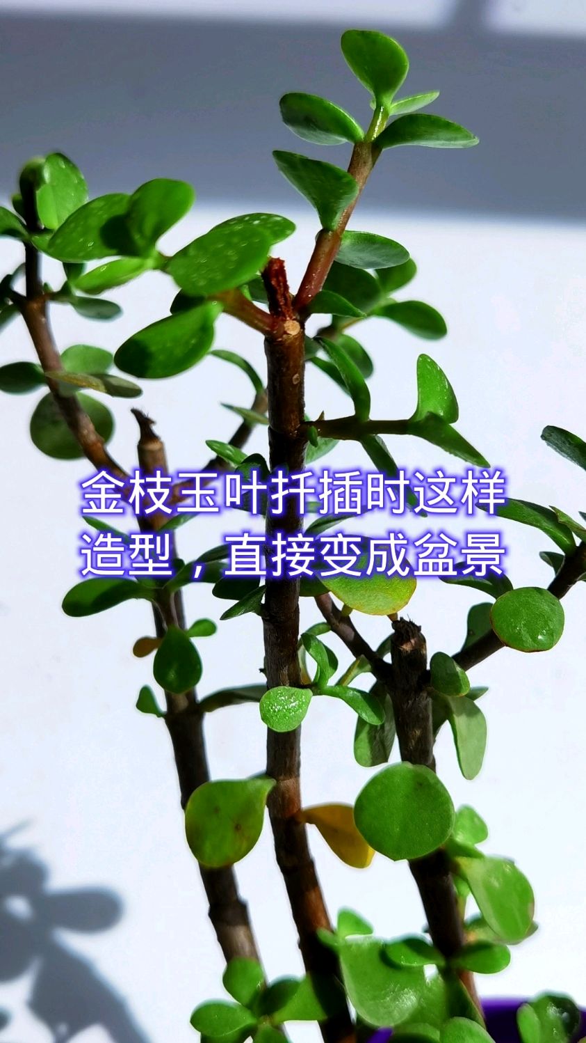 金枝玉叶扦插时这样造型直接变成盆景