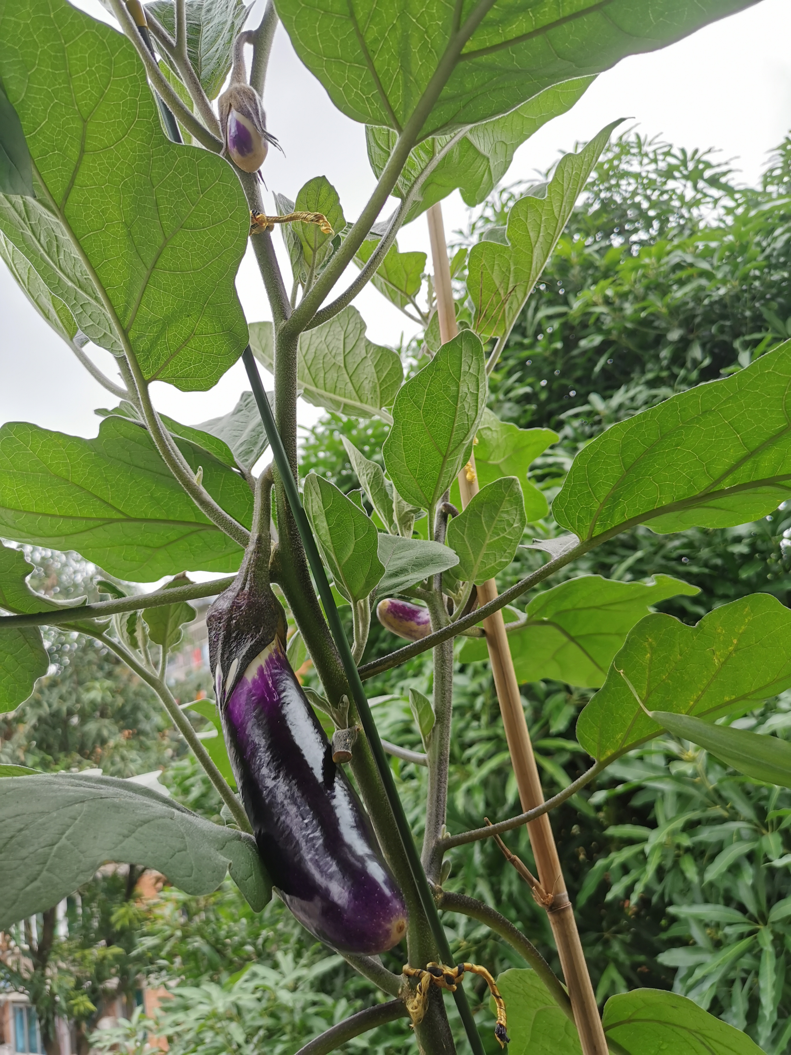 阳台种植茄子的方法和注意事项