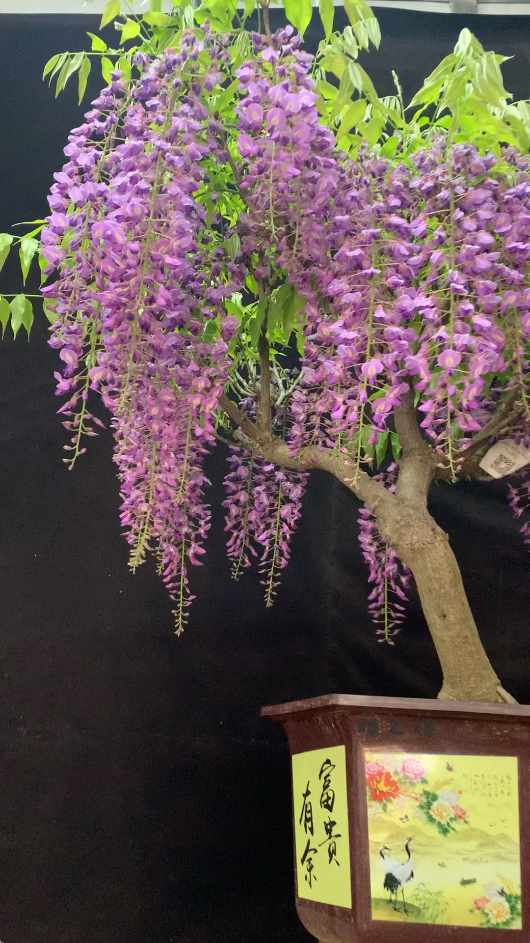 日系紫藤盆景欣赏